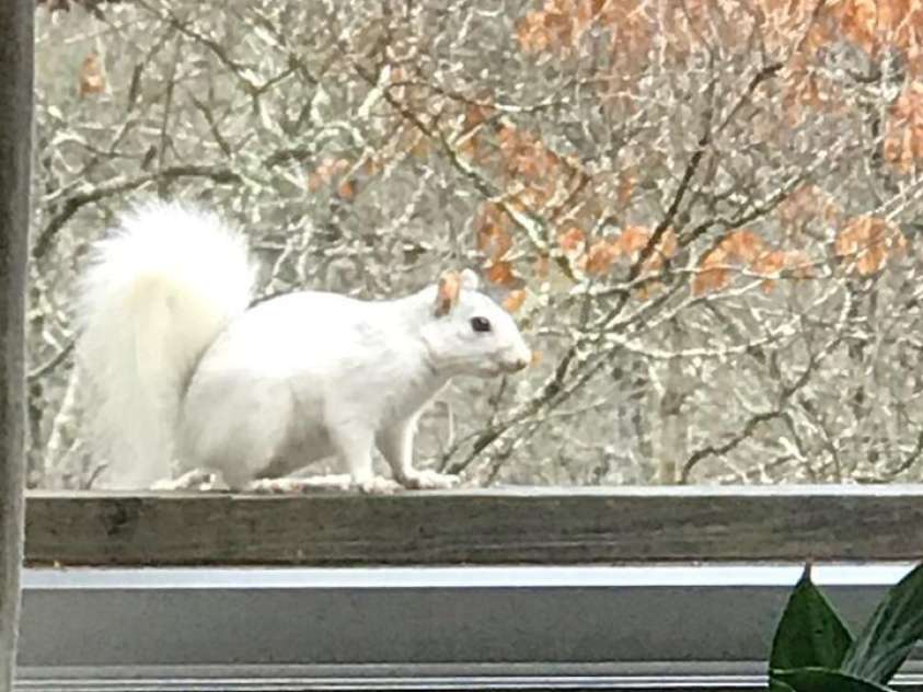 94 Sweetwater Lane, Pisgah Forest, NC 28768.  MLS# CAR4124609, YatesRealty ID 2911. Local friends