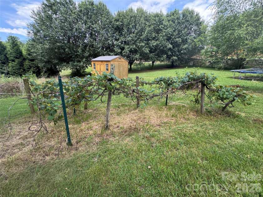 3 Odie Lane, Candler, NC 28715.  MLS# CAR4367725, YatesRealty ID 29563. Mature grape vines
