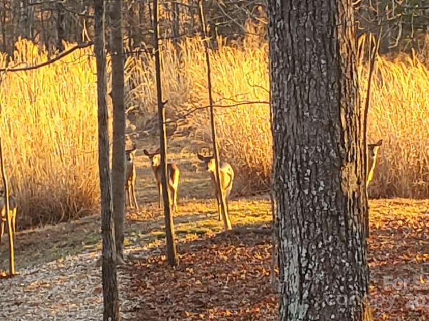 230 Foxwood Drive, Hendersonville, NC 28791.  MLS# CAR4255865, YatesRealty ID 29566. Wildlife....