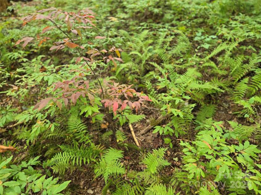557 Country Club Estates Drive, Sapphire, NC 28774.  MLS# CAR4302980, YatesRealty ID 2977. Back yard has Buckberry patches amid stands of ferns!