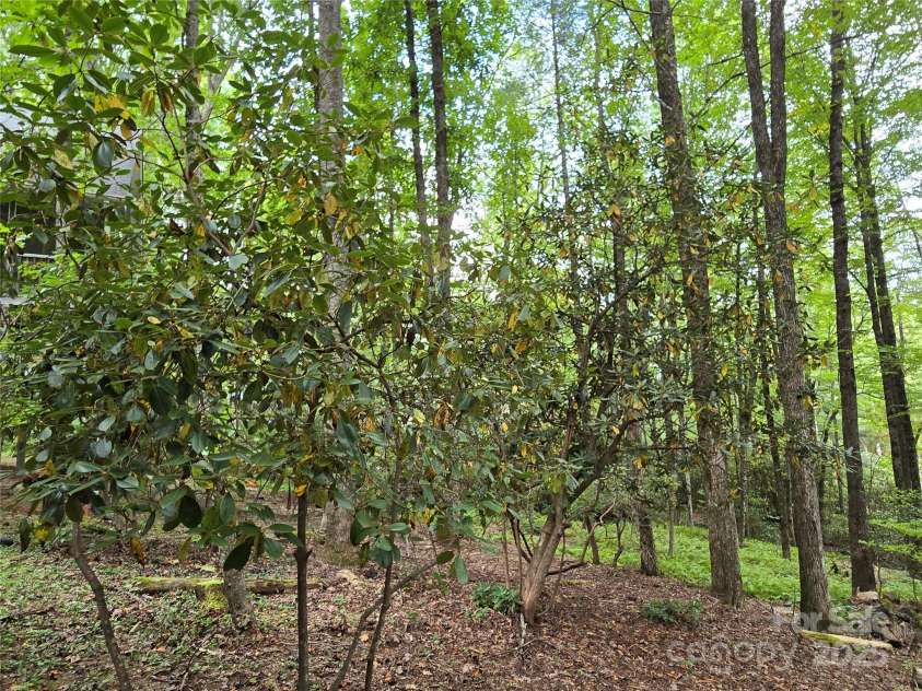 557 Country Club Estates Drive, Sapphire, NC 28774.  MLS# CAR4302980, YatesRealty ID 2977. Back yard has many mature trees, lots of Mountain Laurel bushes, and large stands of ferns. Lovely setting!