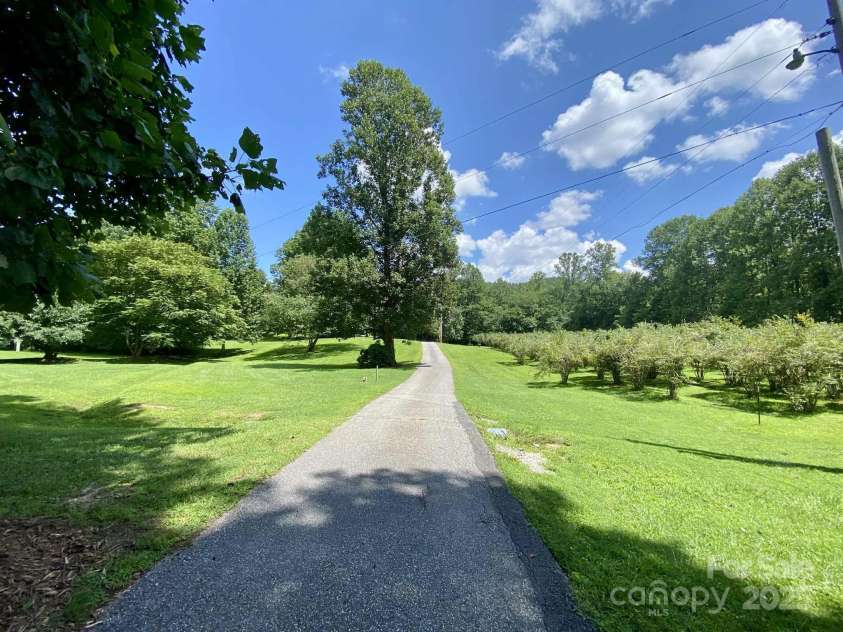 163 Gypsy Mountain Road, Marion, NC 28752.  MLS# CAR4287037, YatesRealty ID 29871. Driveway leading to the cabin with blueberries on the right.