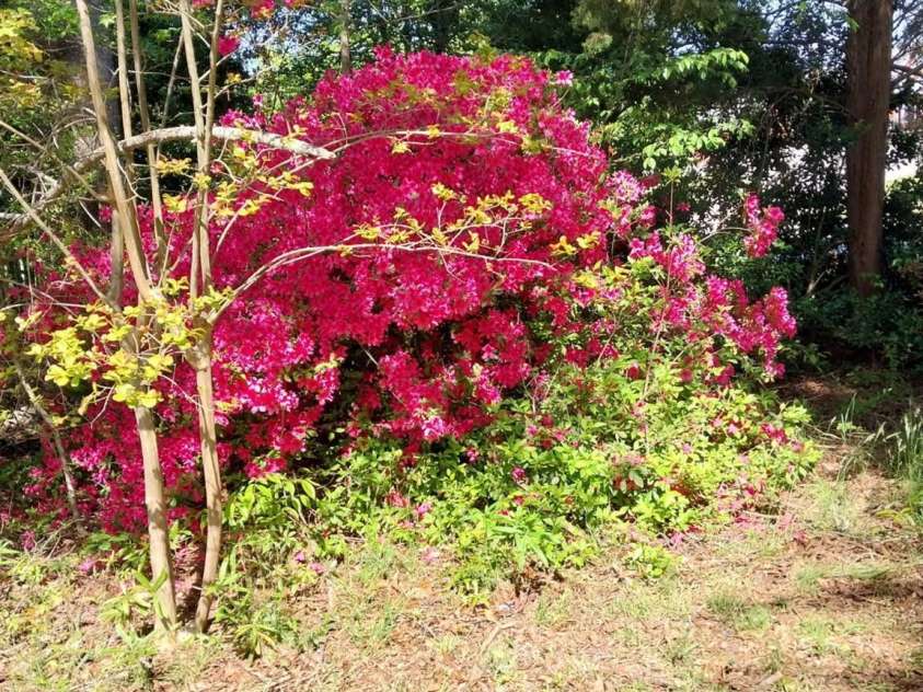 5987 Charlotte Highway, Lancaster, SC 29720.  MLS# CAR4308320, YatesRealty ID 299. 