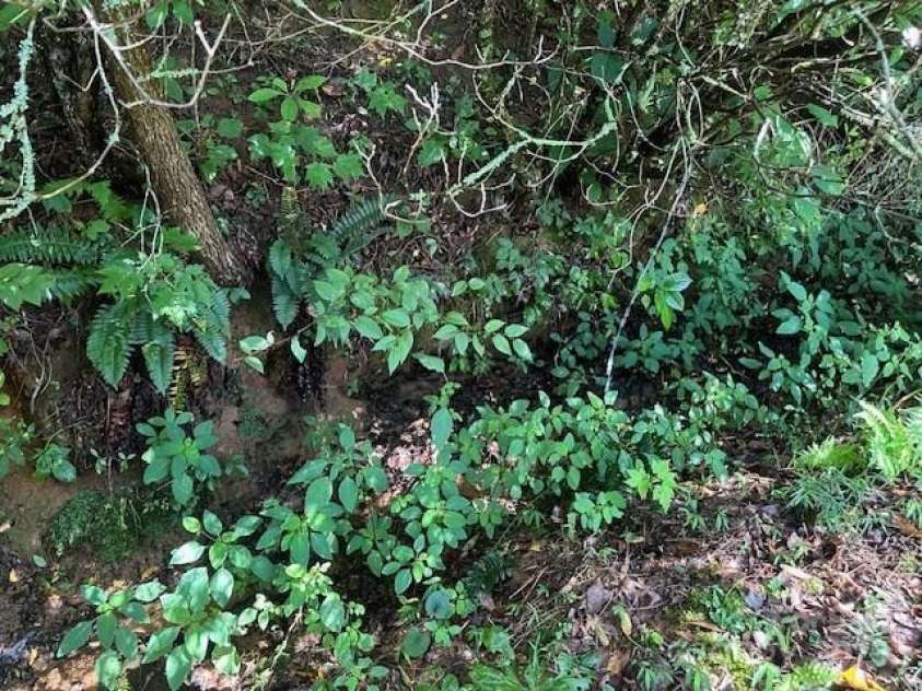 1880 Brasstown Road, Cullowhee, NC 28723.  MLS# CAR4288500, YatesRealty ID 30016. 