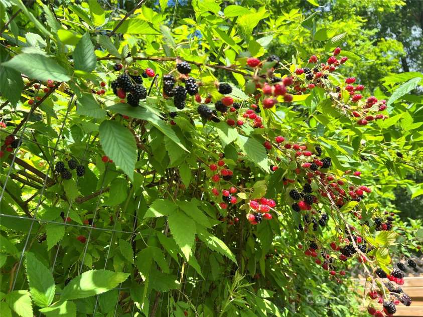 50 Red Clover Lane, Pisgah Forest, NC 28768.  MLS# CAR4271803, YatesRealty ID 30371. Blackberries are in season