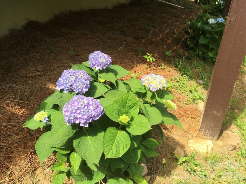 73 The Old Run Road, Fairview, NC 28730.  MLS# CAR4329903, YatesRealty ID 30415. Blooming Landscape