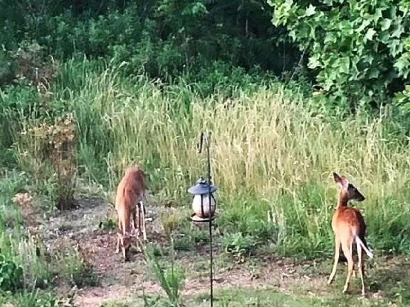 453 Grandview Peaks Drive, Nebo, NC 28761.  MLS# CAR4368502, YatesRealty ID 30490. Wildlife Visitors