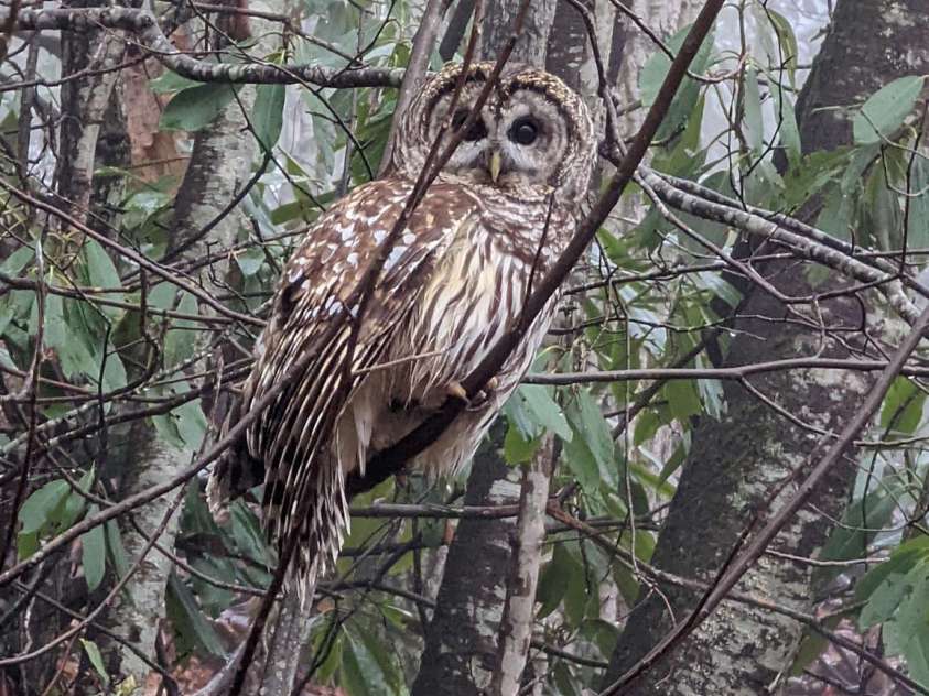 1426 Setzer Cove Road, Maggie Valley, NC 28751.  MLS# CAR4249259, YatesRealty ID 3078. And even in your backyard!