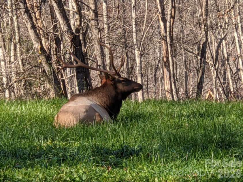 1426 Setzer Cove Road, Maggie Valley, NC 28751.  MLS# CAR4249259, YatesRealty ID 3078. Elk and other wildlife in the neighborhood...