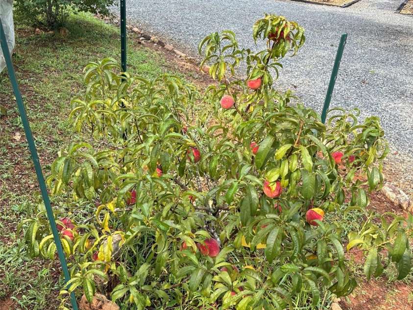 162 Star Drive, Union Mills, NC 28167.  MLS# CAR4387716, YatesRealty ID 30964. Peaches
