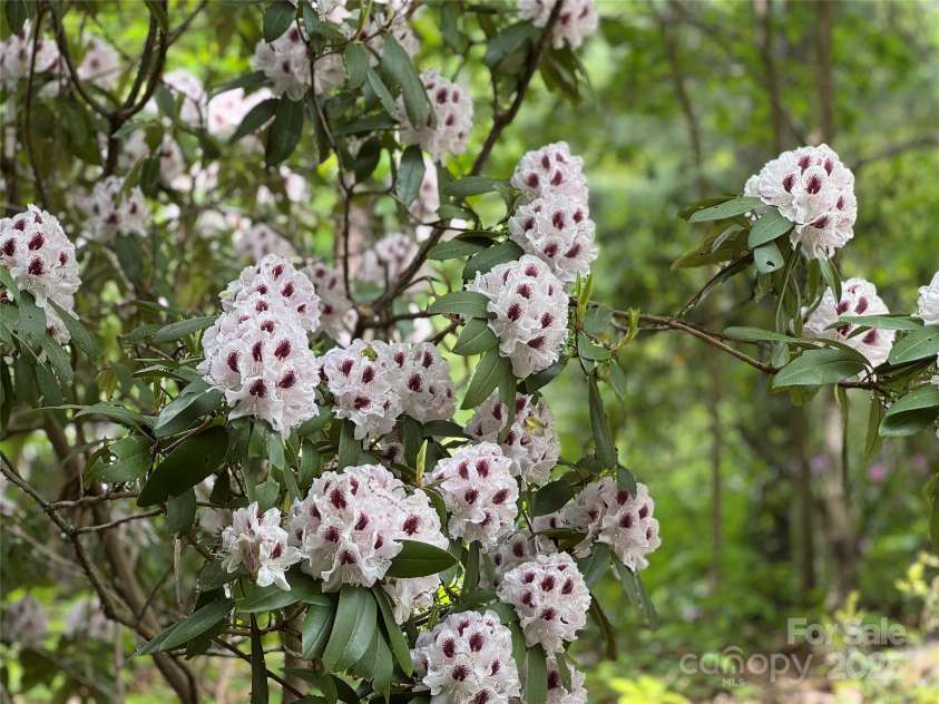 15 Elmwood Lane, Asheville, NC 28803.  MLS# CAR4231161, YatesRealty ID 31074. 