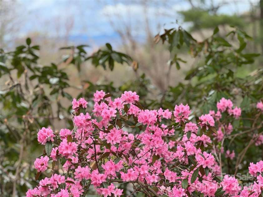 15 Elmwood Lane, Asheville, NC 28803.  MLS# CAR4231161, YatesRealty ID 31074. Blooming Azaleas, rhododendrons, and mountain laurels