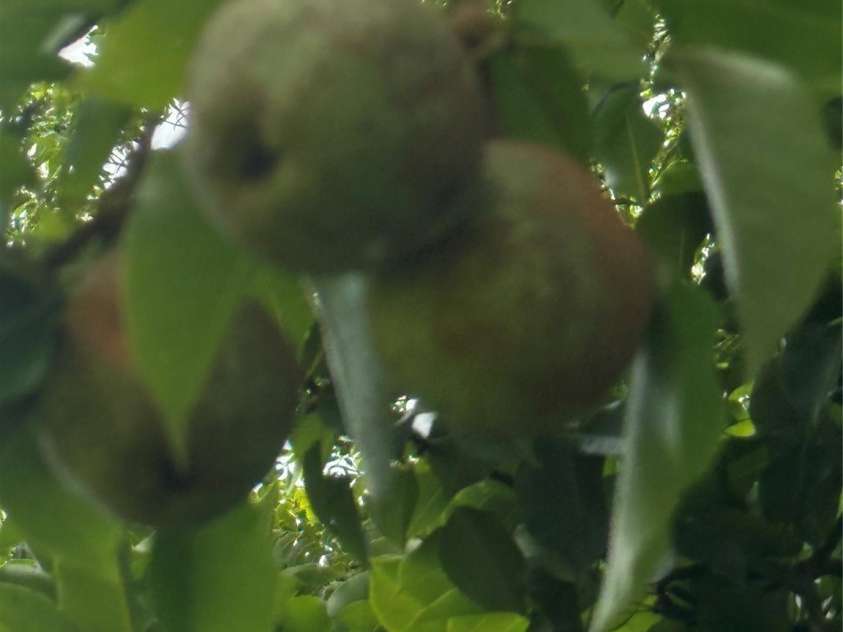 1208 North Davis Avenue, Newton, NC 28658.  MLS# CAR4283264, YatesRealty ID 31083. Fruit tree