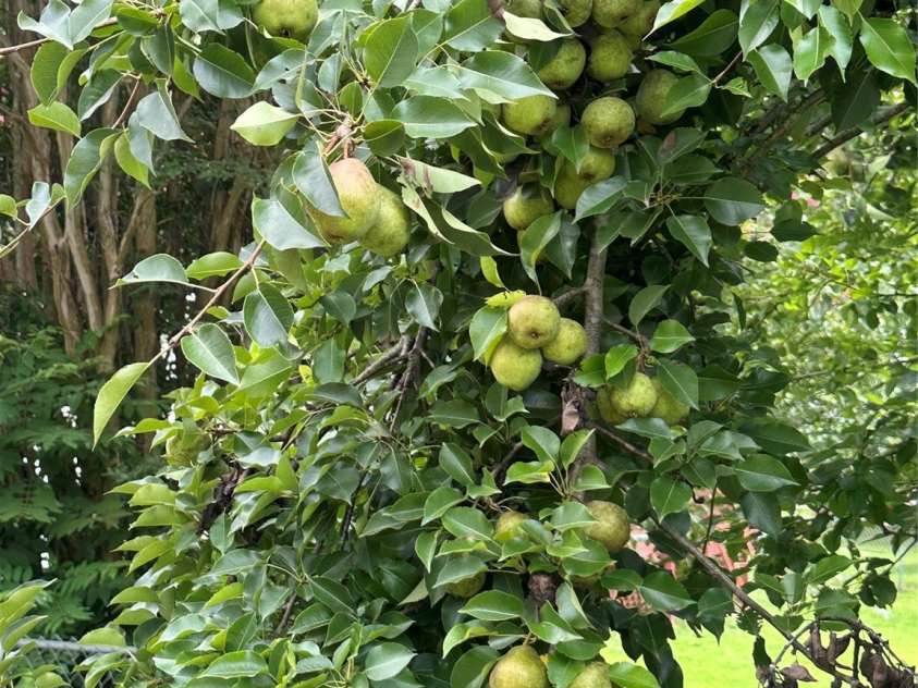 1208 North Davis Avenue, Newton, NC 28658.  MLS# CAR4283264, YatesRealty ID 31083. Fruit trees