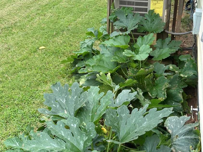 1208 North Davis Avenue, Newton, NC 28658.  MLS# CAR4283264, YatesRealty ID 31083. Garden