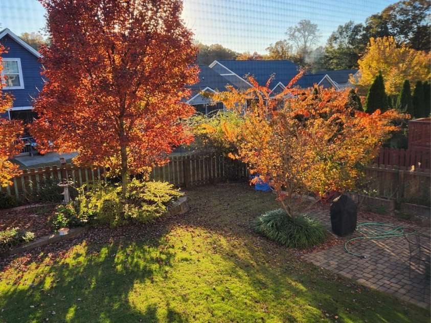 614 Downing Way, Landrum, SC 29356.  MLS# CAR4349559, YatesRealty ID 3125. Fall colors from the maples in the back yard