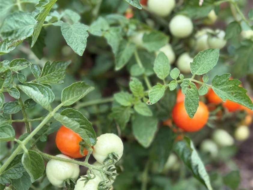 406 Greenlea Circle, Taylorsville, NC 28681.  MLS# CAR4281434, YatesRealty ID 31283. 