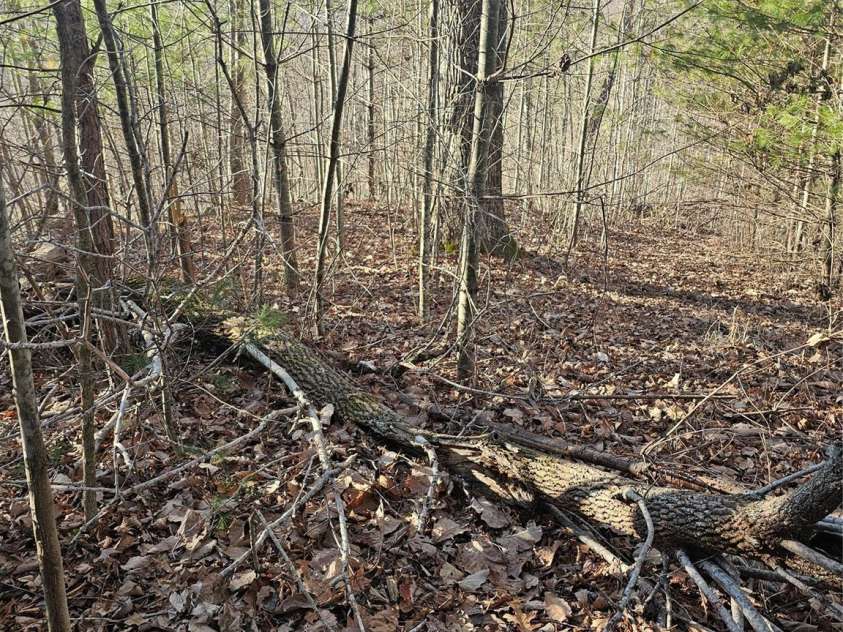 1820 Grapevine Road, Marshall, NC 28753.  MLS# CAR4219221, YatesRealty ID 3230. Flat buildable area #3