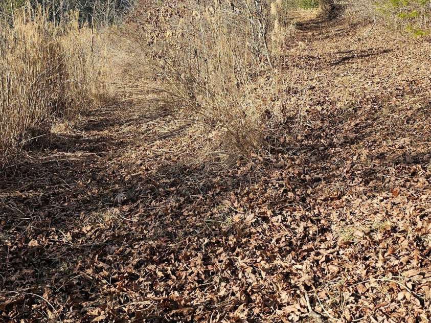 1820 Grapevine Road, Marshall, NC 28753.  MLS# CAR4219221, YatesRealty ID 3230. Left fork leads to barn, right fork leads to top