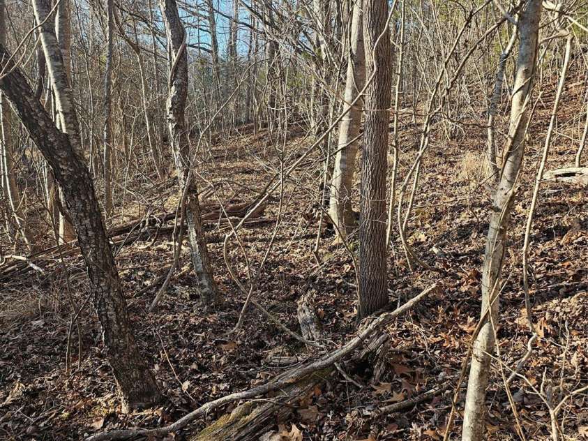 1820 Grapevine Road, Marshall, NC 28753.  MLS# CAR4219221, YatesRealty ID 3230. Trails leading back to the house from midway up the property