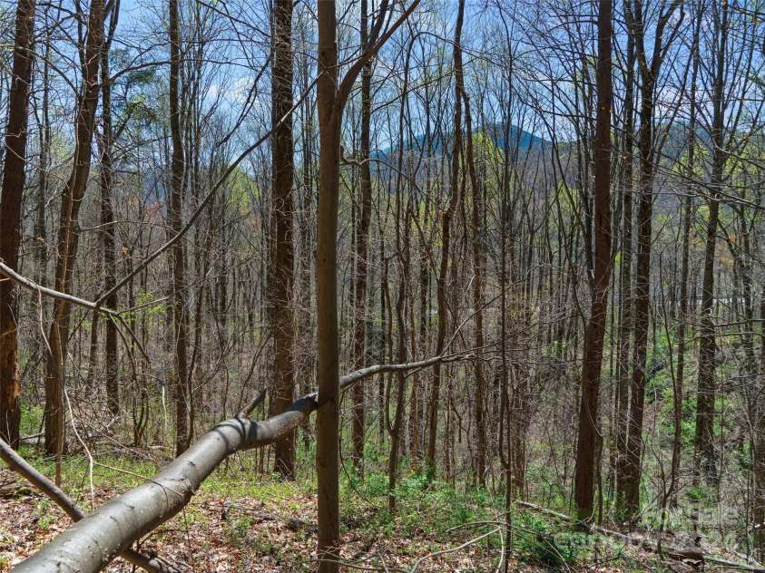 00 Lovebird Lane, Candler, NC 28715.  MLS# CAR4206733, YatesRealty ID 325. 