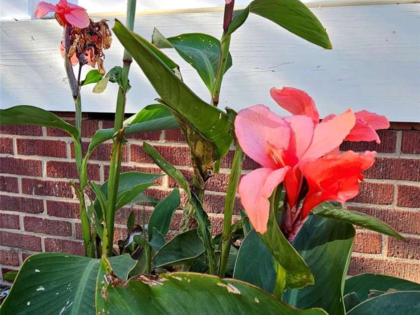 218 Wilson Street, Albemarle, NC 28001.  MLS# CAR4301055, YatesRealty ID 3255. 