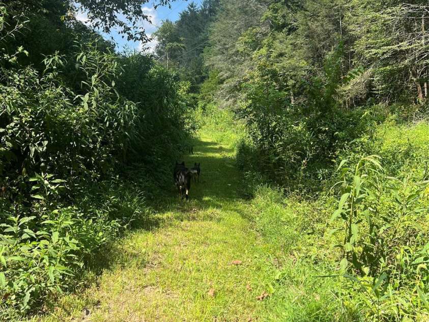 5981 Revere Road, Marshall, NC 28753.  MLS# CAR4292914, YatesRealty ID 32683. 