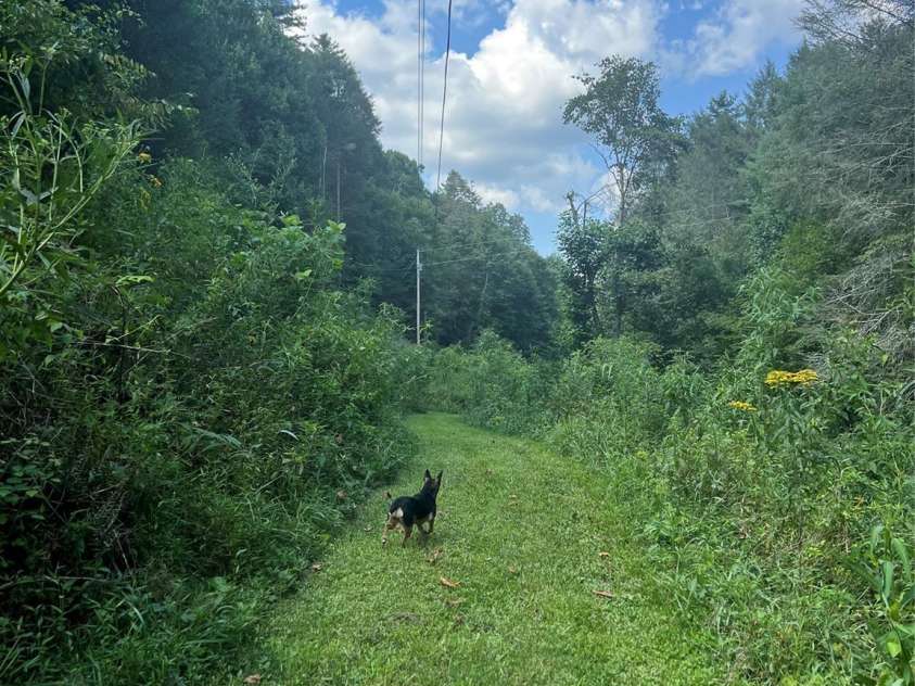 5981 Revere Road, Marshall, NC 28753.  MLS# CAR4292914, YatesRealty ID 32683. 