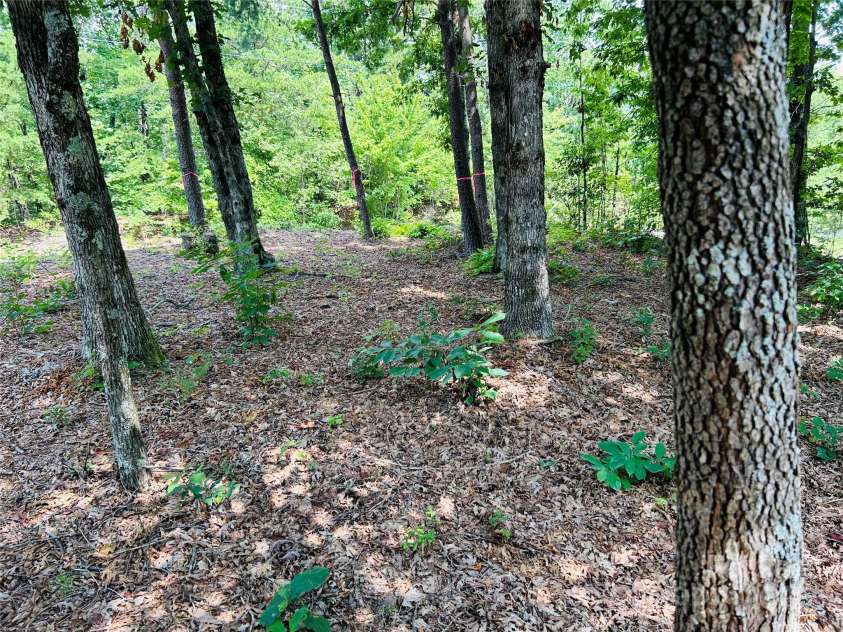 8799 Lisa Trail, Connelly Springs, NC 28612.  MLS# CAR4292879, YatesRealty ID 32719. Beautiful Trees that Border the Property