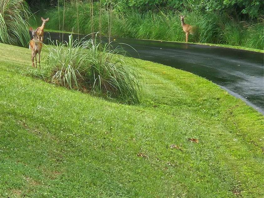 55 Settlers Trail, Mars Hill, NC 28754.  MLS# CAR4275597, YatesRealty ID 3343. 