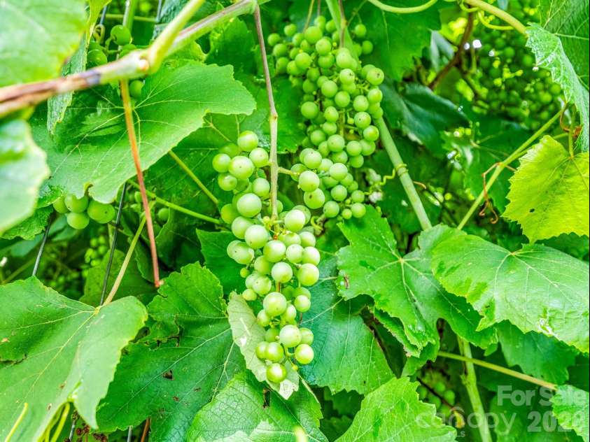 18 Old Chapman Place, Leicester, NC 28748.  MLS# CAR4398287, YatesRealty ID 33451. Grapes from very productive grape vines!