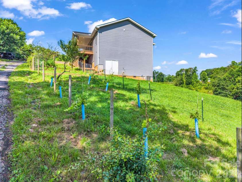 18 Old Chapman Place, Leicester, NC 28748.  MLS# CAR4398287, YatesRealty ID 33451. View of grape vines planted along road way