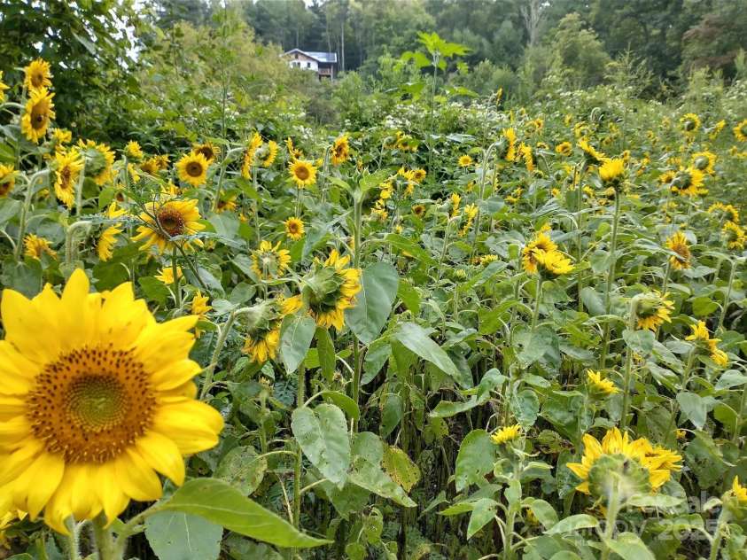 3151 Lumptown Road, Marshall, NC 28753.  MLS# CAR4270726, YatesRealty ID 33521. 