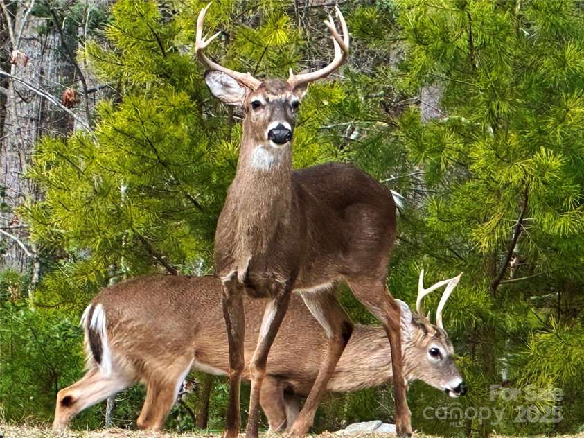 31 Cozy Cottage Way, Arden, NC 28704.  MLS# CAR4281542, YatesRealty ID 33841. 