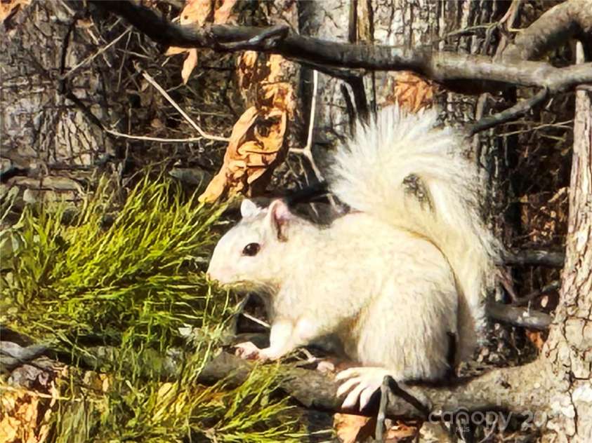 31 Cozy Cottage Way, Arden, NC 28704.  MLS# CAR4281542, YatesRealty ID 33841. 