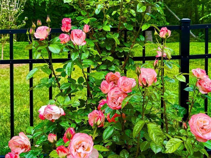 31 Cozy Cottage Way, Arden, NC 28704.  MLS# CAR4281542, YatesRealty ID 33841. 