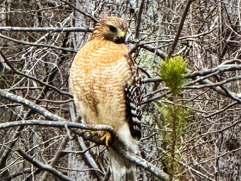 31 Cozy Cottage Way, Arden, NC 28704.  MLS# CAR4281542, YatesRealty ID 33841. 