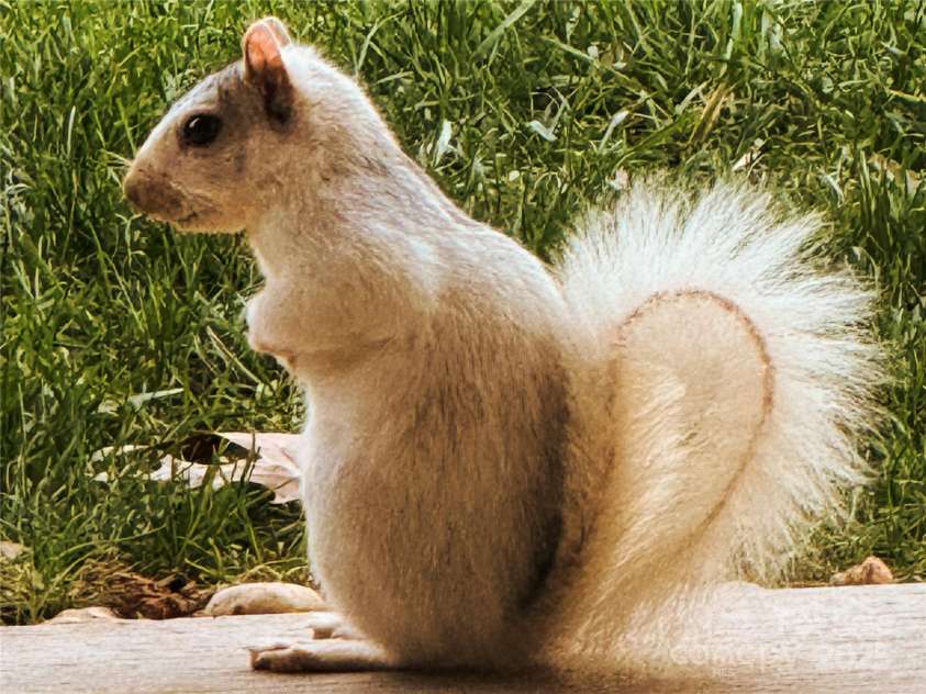 31 Cozy Cottage Way, Arden, NC 28704.  MLS# CAR4281542, YatesRealty ID 33841. 