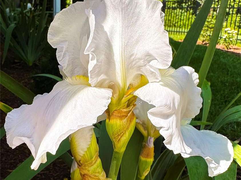 31 Cozy Cottage Way, Arden, NC 28704.  MLS# CAR4281542, YatesRealty ID 33841. 