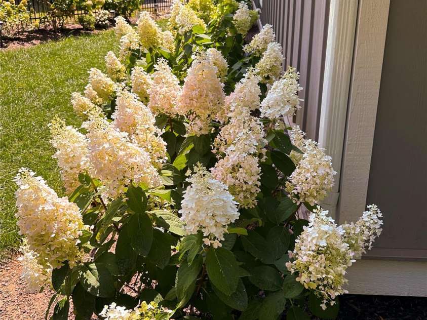 31 Cozy Cottage Way, Arden, NC 28704.  MLS# CAR4281542, YatesRealty ID 33841. 