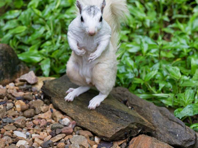 19 Forge Drive, Mills River, NC 28759.  MLS# CAR4289145, YatesRealty ID 33856. Nature Abound