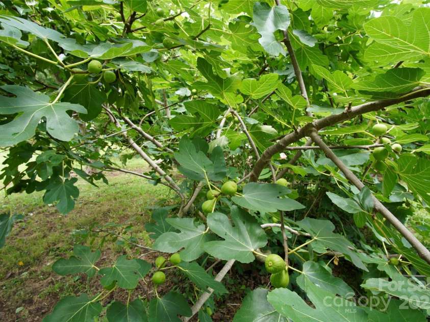 3974 Pleasant Plains Road, Matthews, NC 28104.  MLS# CAR4281444, YatesRealty ID 33878. Fig