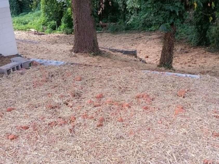 308 Davis Park Road, Gastonia, NC 28052.  MLS# CAR4274670, YatesRealty ID 34265. Back Yard