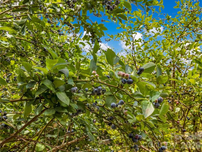 711 Meadow Crest Road, Tryon, NC 28782.  MLS# CAR4399879, YatesRealty ID 34861. TONS of blueberries every year!
