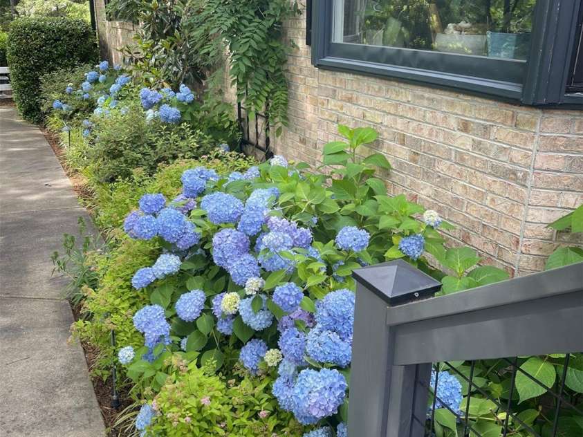 122 Brandon Road, Hendersonville, NC 28739.  MLS# CAR4391483, YatesRealty ID 34975. Springtime views of lovely blue hydrangeas bordering front walk