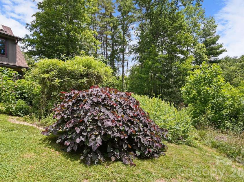 24 Merriwood Trail, Arden, NC 28704.  MLS# CAR4396503, YatesRealty ID 35111. Weeping red bud