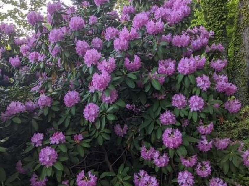 2491 Watts Street, Morganton, NC 28655.  MLS# CAR4287474, YatesRealty ID 3544. Rhododendrons blooming in Spring