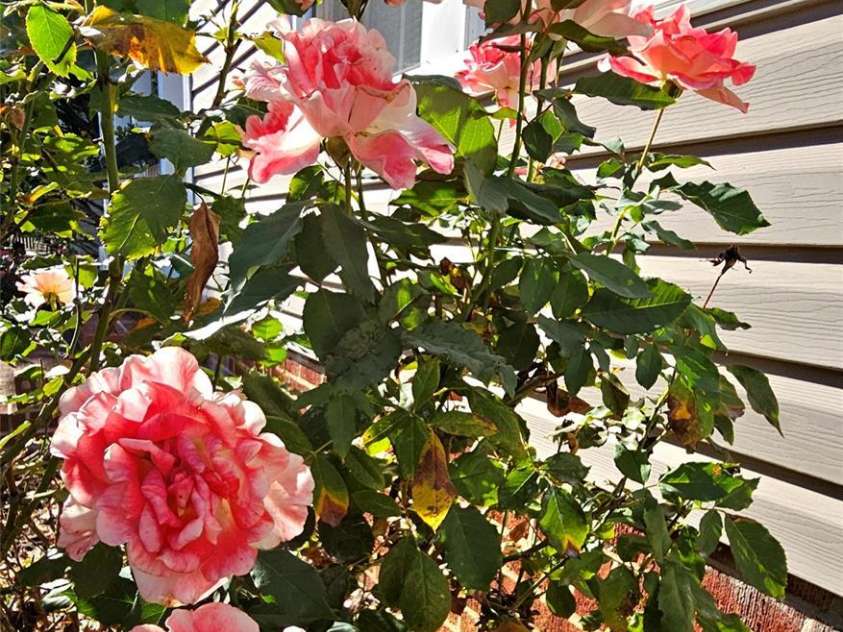 218 Wilson Street, Albemarle, NC 28001.  MLS# CAR4301055, YatesRealty ID 3556. 