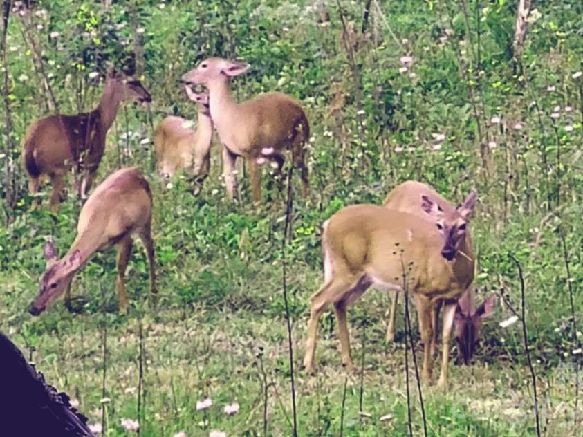 745 Broom Road, Tuckasegee, NC 28783.  MLS# CAR4343456, YatesRealty ID 3626. 