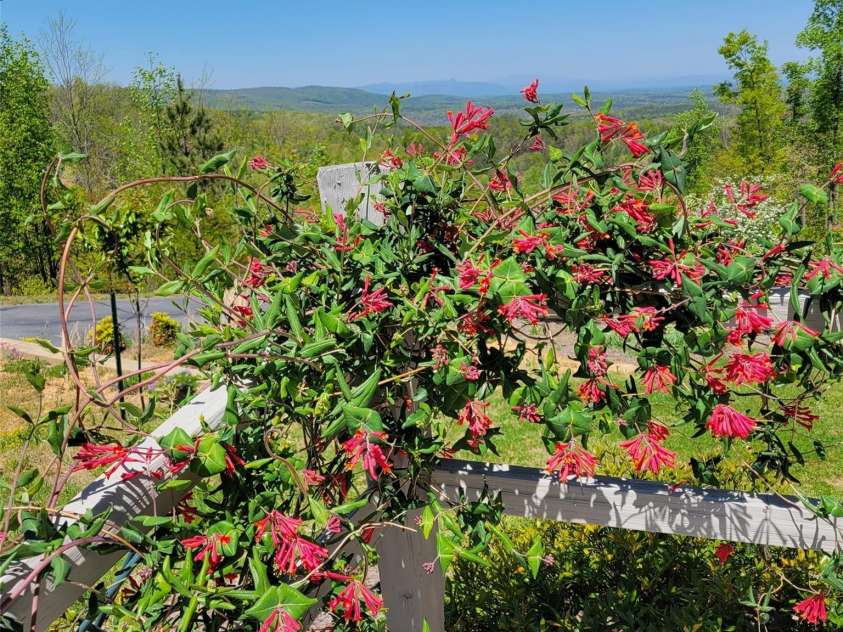 2262 Grandview Peaks Drive, Nebo, NC 28761.  MLS# CAR4355618, YatesRealty ID 3710. Beautiful Landscaping
